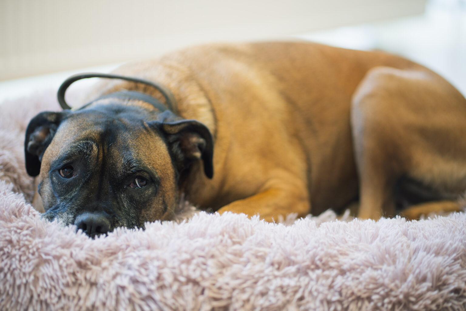 Steuerberatung in Rodgau | Schwarz & Geiß - Hund