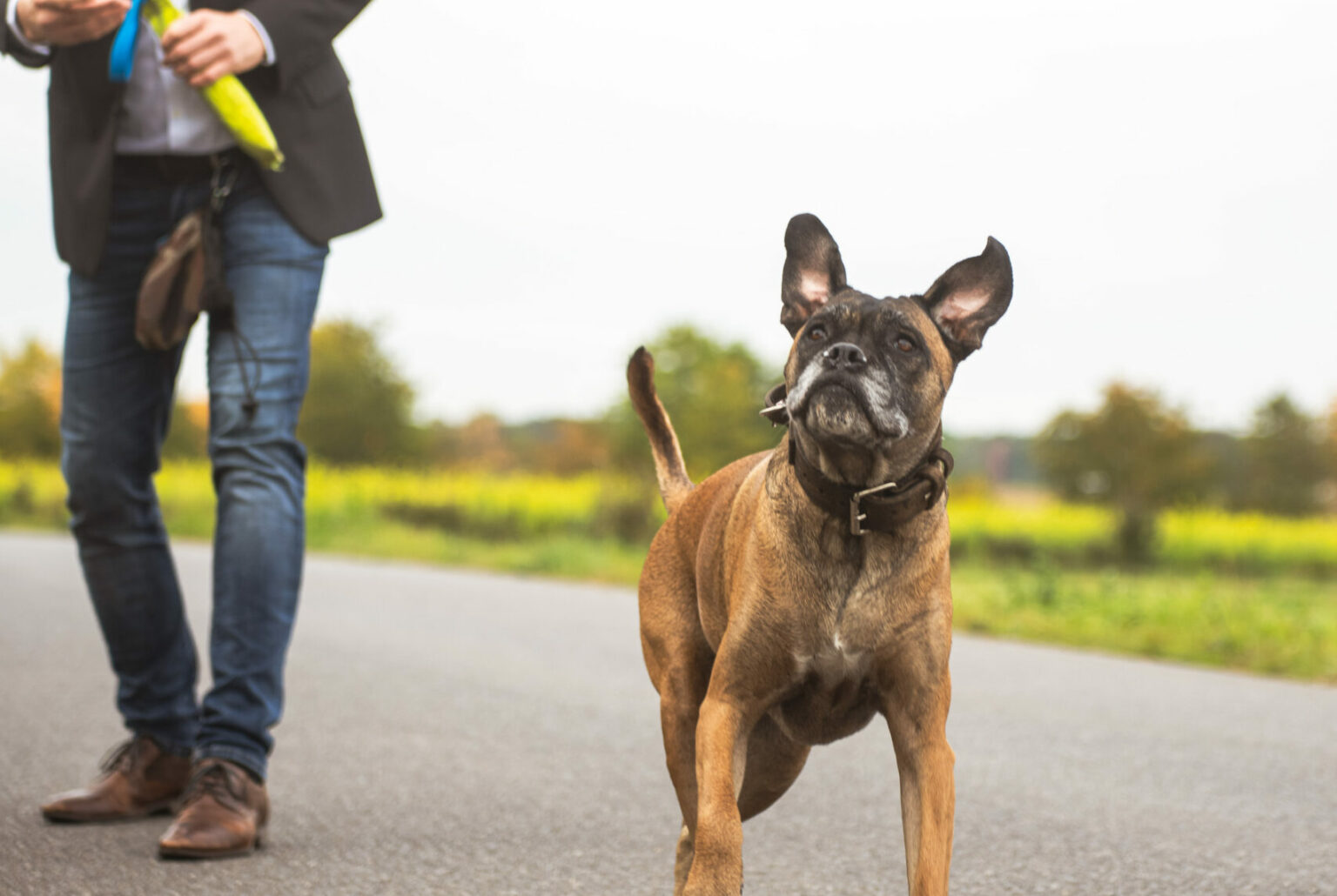 Hund läuft neben Herrchen.